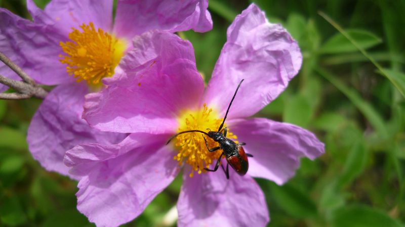Da identificare, se possibile:  Stenurella melanura (Cerambycidae)